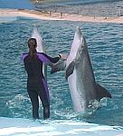 DolphinStanding