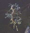 StrangeSeahorse