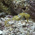 YellowSeahorse