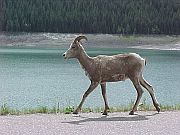 BigHornSheepRunning