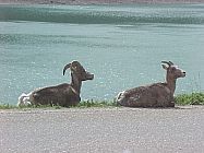 BigHornSheepSitting