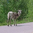 BigHornSheepStanding