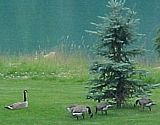 CanadaGoose
