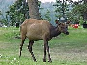 Elk