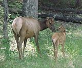 ElkMotherandChild