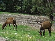 Elks