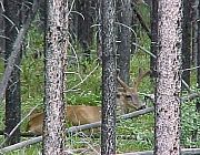 MuleDeer