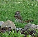 Squirrel