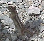 SquirrelStanding