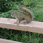 Squirrel1