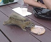 Squirrel2