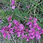 SweetVetch