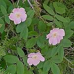 BanffPricklyRose
