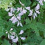 BowSummitAlpineMilkVetch