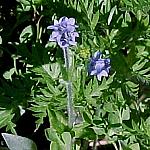 BowSummitAlpineSpeedwell