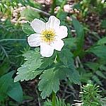 BowSummitGlobeFlower
