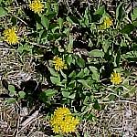 BowSummitGroundsel