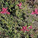 BowSummitIndianPaintBrush