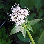 BowSummitMountainValerian