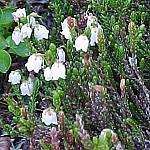 BowSummitWhiteHeather