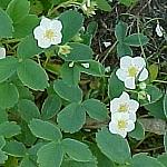 BowSummitWildStrawberry
