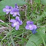 JasperBogViolet