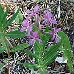 JasperBroadLeavedFireweed