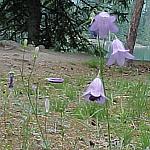 JasperHarebell