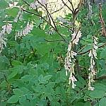 JasperLateYellowLocoweed