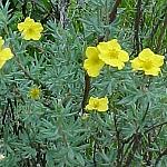 JasperMountainCinquefoil