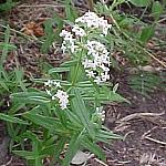 JasperNorthernBedstraw