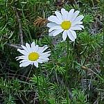 JasperOxeyeDaisy