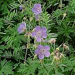 JasperStickyPurpleGeranium