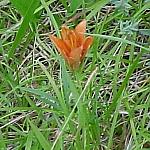 JasperWesternWoodLily