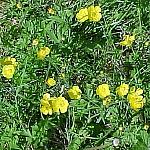 LakeEmeraldAlpineButtercup