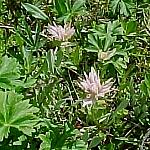 LakeMoraineIndianPaintBrush