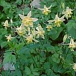 LakeMoraineYellowColumbine.jpg