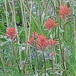 MtWhitehornInidianPaintBrushRed