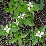 TakakkawBunchberry.jpg