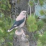 BanffClarksNutcracker