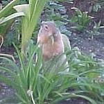 ColumbianGroundSquirrel