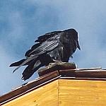 BanffClarksNutcracker