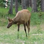 BullElk