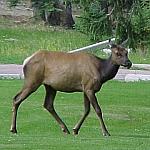 Elk