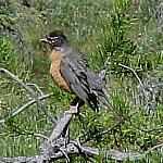 LakeEmeraldAmericanRobin