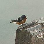 LakeEmeraldBarnSwallow