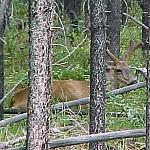 MaligneMuleDeer