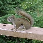 MaligneRedSquirrel
