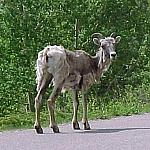 BigHornSheep