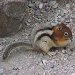 MoraineGroundSquirrel